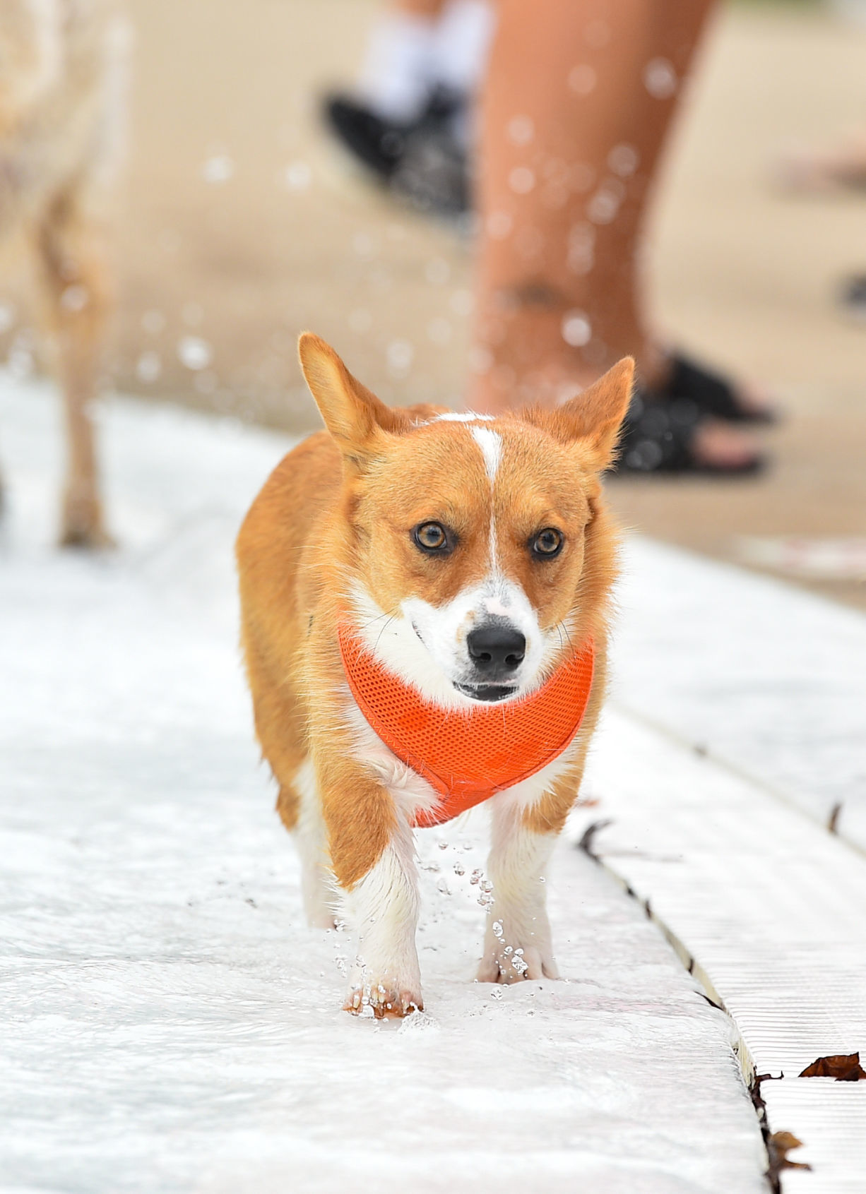 082919-bet-doggysplash-012a.JPG